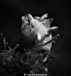 Aplysia parvula/seahare by Yustus Mananggung 